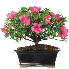 Satsuki Azalea Bonsai