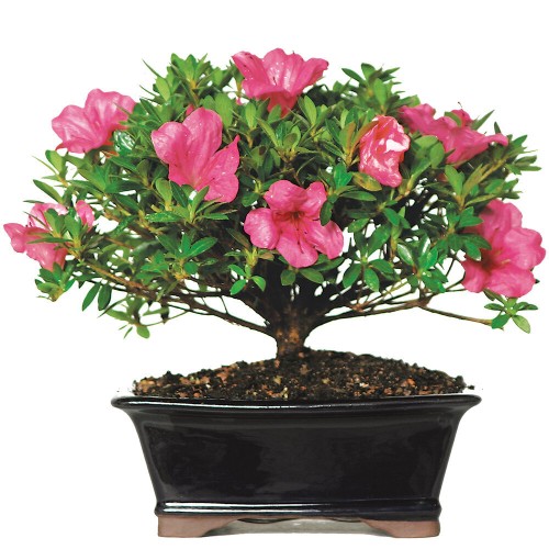 Satsuki Azalea Bonsai