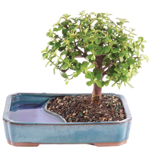 Dwarf Jade En Agua Pot