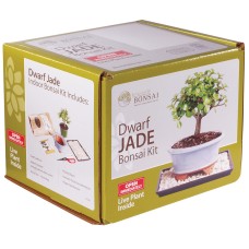 Kit de bonsái de jade enano