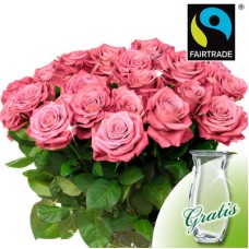 20 rosadas rosas FAIRTRADE en un manojo con florero