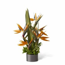 Del paraíso