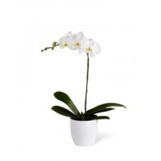 Orquídea en maceta