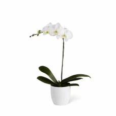 Orquídea en maceta