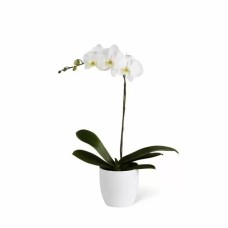 Orquídea en maceta
