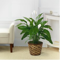 La planta Spathiphyllum - CESTA INCLUIDA