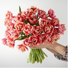 Tulipanes Blushing Columbus (15 tulipanes)