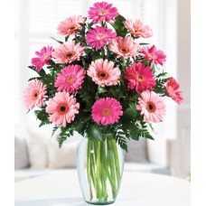 Gerberas rosas