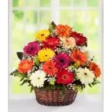 Cesta de Gerbera