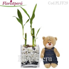 Planta de bambú de la suerte + mini osito de peluche