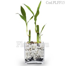 Planta de bambú de la suerte