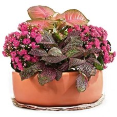 Arreglo de plantas florecientes (medio)