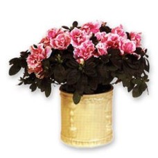 Azalea en una maceta (mediana)