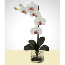 Blanco cautivador