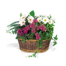 Enviar una cesta de flores de sonrisa