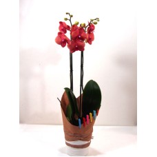 Orquídea florecida decorada - Valor y elegancia