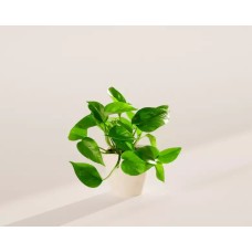 Pothos dorado mediano en maceta ecológica de coco.