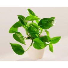 Pothos dorado pequeño en maceta ecológica de coco.