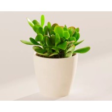 Pequeña planta de jade en maceta ecológica de coco.