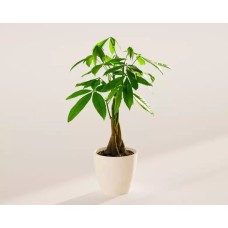 Pequeño árbol del dinero en maceta ecológica de coco