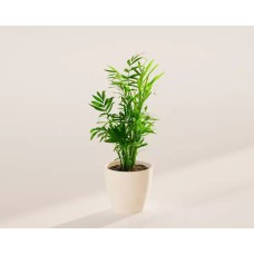 Pequeña palmera de salón Neanthe Bella en maceta ecológica de coco.