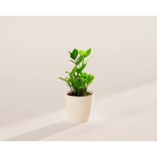Pequeña planta ZZ en maceta ecológica de coco.