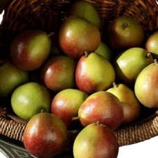 Seckel Mini Pears (Small)