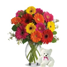 Emociones Compartidas (36 Gerbera Daises + Teddy Bearus)