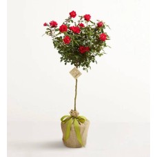 Topiario de rosas Knockout (Topiario de rosas)
