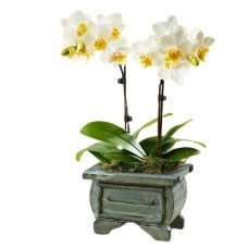Orquídea danzante asiática (pequeña)