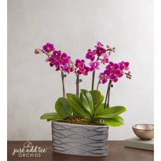 Orquídea Violeta Opulencia Grande