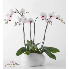 Jardín de orquídeas de elegancia sencilla