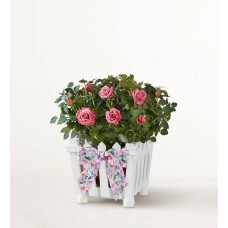 Encantador jardín de rosas (pequeño)