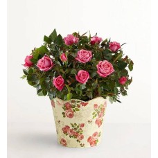 Rosa clásica en capullo (pequeña)