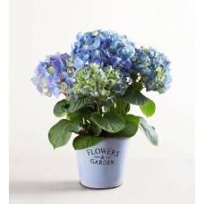 Hortensia de jardín (pequeña)