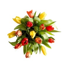 Nuestros tulipanes favoritos de otoño (15 tallos, solo ramo)
