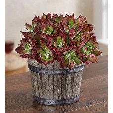 Devoción Echeveria