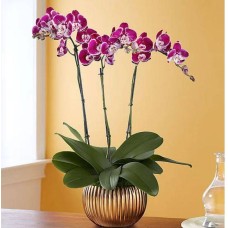 Orquídea de Gran Majestad