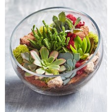 Terrario de cristal para suculentas