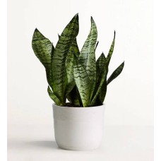 Planta serpiente (Planta de tamaño mediano con maceta de arenisca)