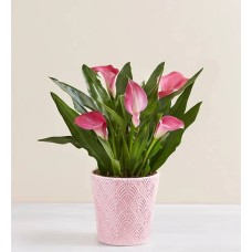 Cala grande rosa de Sweet Blooms con campanilla de viento