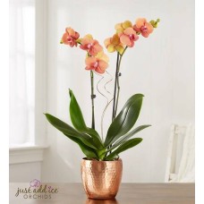 Orquídea del calor de la hoguera