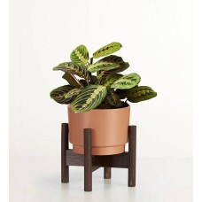 Planta de oración Maranta roja