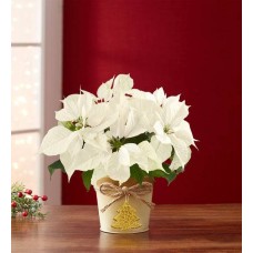 Planta de flor de Pascua blanca de invierno