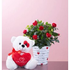 Planta Rosa del Amor (Pequeña con Peluche)
