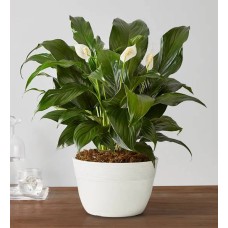 Planta de lirio de la paz relajante (tamaño mediano para mesa)