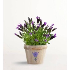 Preciosa planta de lavanda (pequeña)