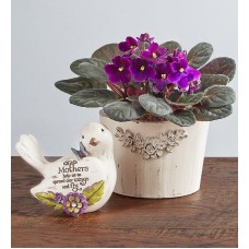 Planta de violeta africana de flores moradas
