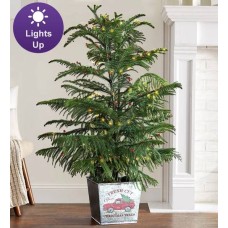 Puesto de venta de productos agrícolas Norfolk Pine
