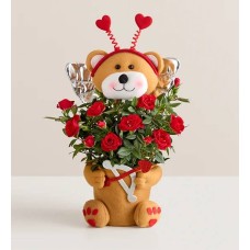 Rosa Beary Cupid (Planta de rosa)